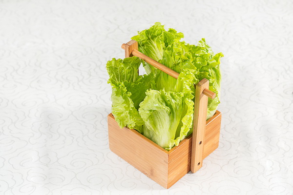 生菜 生菜